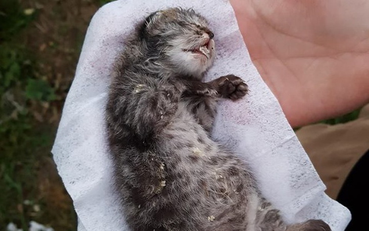 Martwy kotek trzymany na ręku, owinięty w papier.