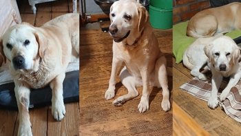 Zbiórka Na tarczycówki seniorków ♥️ - miniaturka zdjęcia