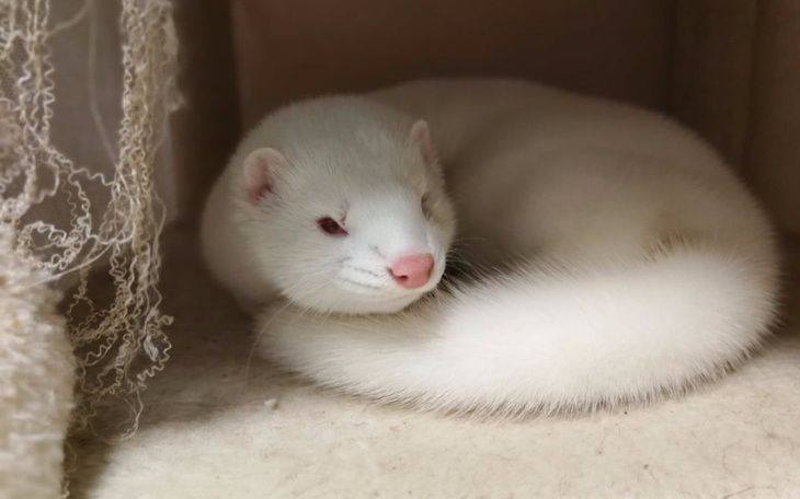 Zbiórka Lukrecja - woliera dla norki - zdjęcie główne