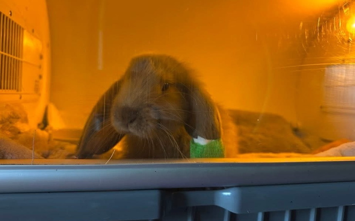 Królik w klatce, z opatrunkiem na łapie, wygląda na spokojnego.