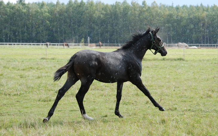 Zbiórka Na koszty leczenia Wilago - zdjęcie główne