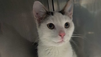 Zbiórka Podarujmy Stefankowi życie... - miniaturka zdjęcia