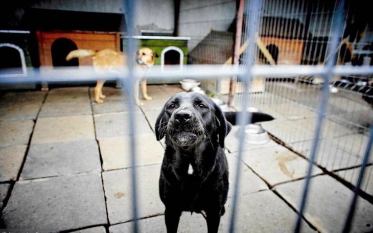 Zbiórka Schronisko dla psów i kotow - zdjęcie główne