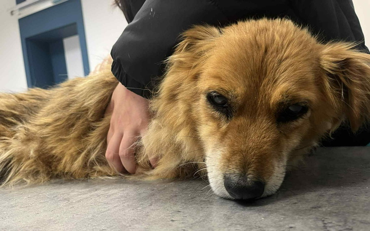 Pies leży na podłodze, wygląda na zmęczonego i zrelaksowanego.