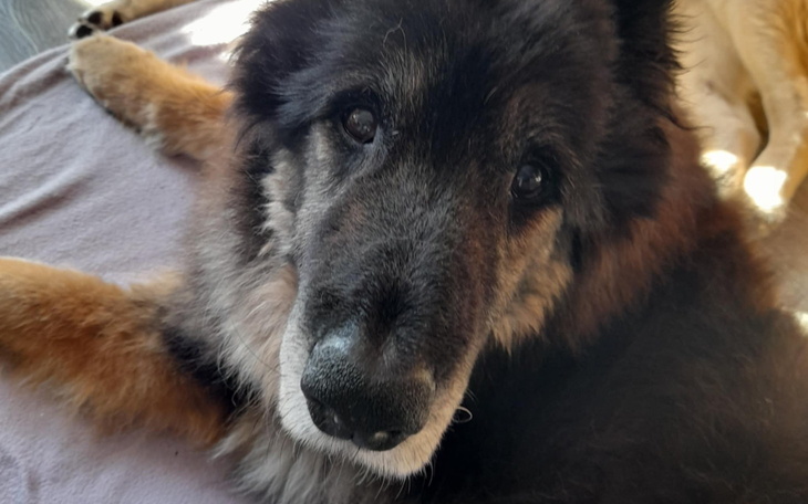 Starszy pies, patrzący z miłością na swojego opiekuna.