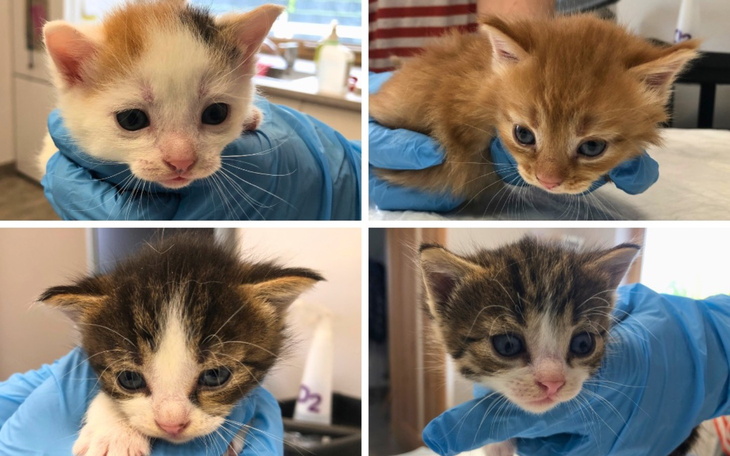 Cztery małe kotki trzymane w rękach, różne kolory i wzory.