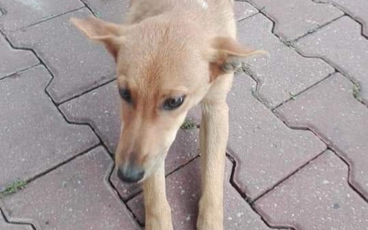 Zbiórka Hotel dla Kiwi z BP w Młodzieszy - zdjęcie główne