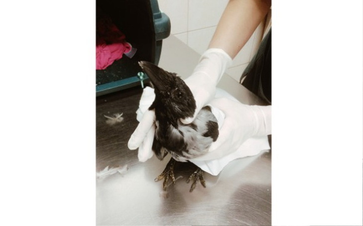 Zbiórka Zbieramy na wolierę dla Arielki! - zdjęcie główne