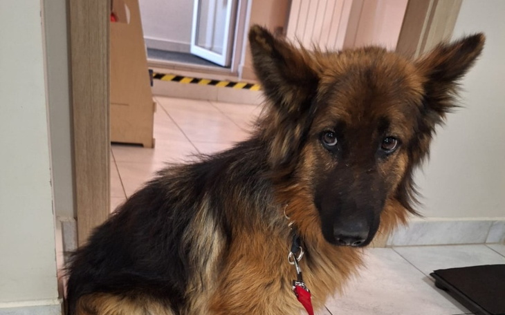 Pies z długą sierścią siedzący w drzwiach.