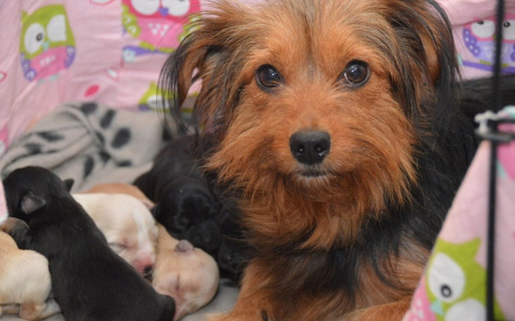 Zbiórka Milda- ile zniesie psia matka?!? - zdjęcie główne