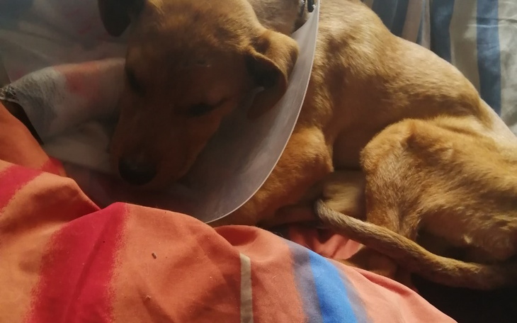 Zbiórka Pomóż Mejsi wrócić do sprawnosci - zdjęcie główne