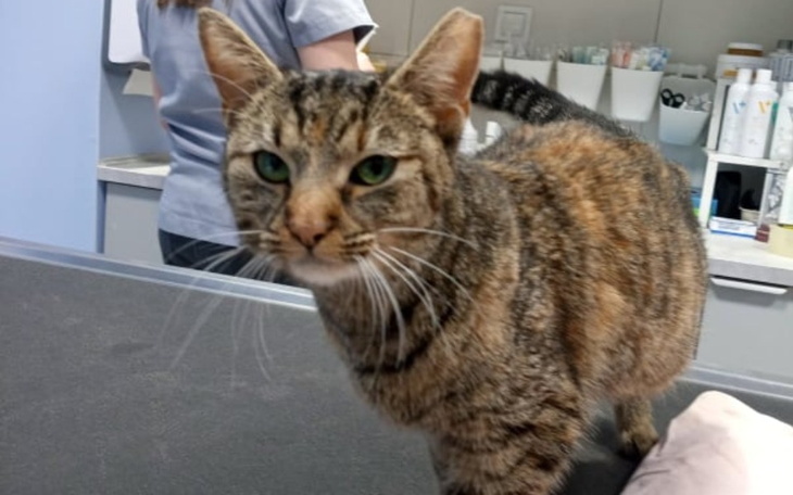 Zbiórka Wisienka chce żyć - zdjęcie główne