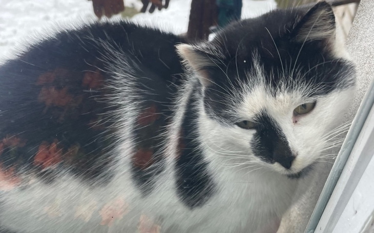 Czarnobiały kot leżący na parapecie, patrzący przez okno.