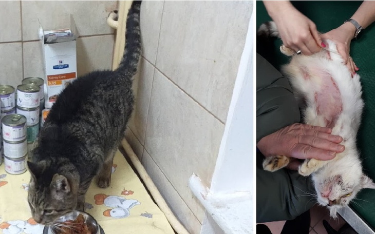 Zbiórka Nie damy umrzeć naszym kotom - zdjęcie główne