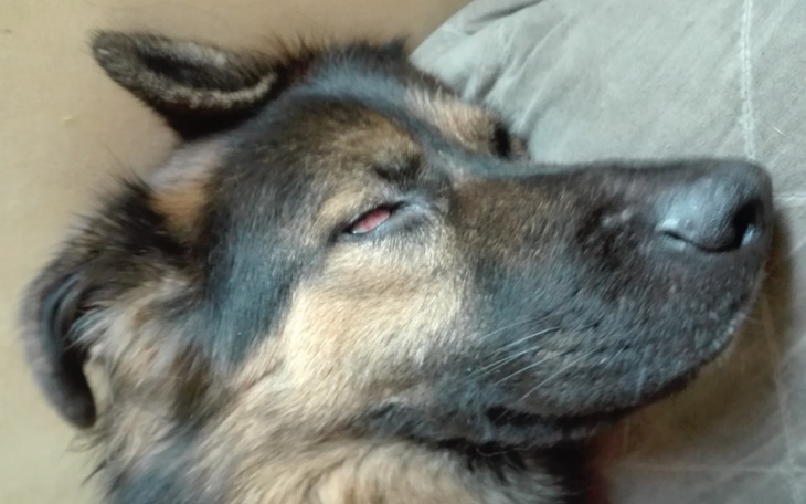 Zbiórka Roczny Wilczek - Uszkodzone Oko - zdjęcie główne