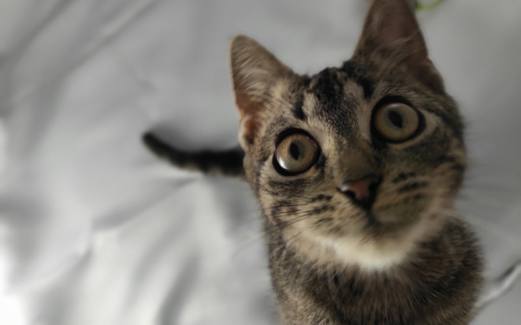 Zbiórka Ratujemy puste kocie brzuszki - zdjęcie główne