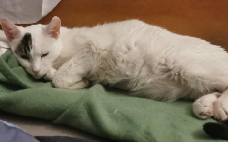 Biały kot leżący na zielonym kocyku, odpoczywający w domowym zaciszu.