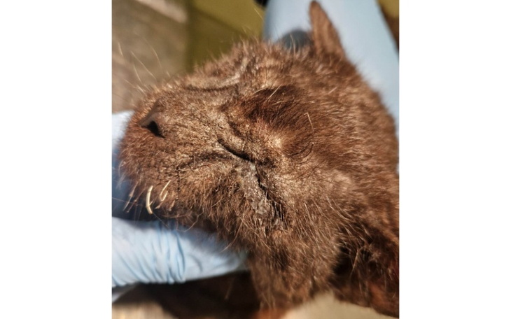 Zbiórka Yoda-jak długo musiał cierpieć - zdjęcie główne