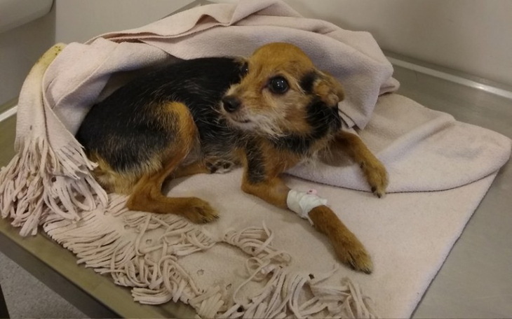 Zbiórka Operacja i leczenie psa - zdjęcie główne