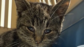 Zbiórka Wsparcie kocich podopiecznych - miniaturka zdjęcia