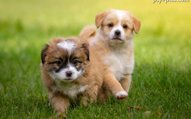 Zbiórka Zbiórka Karma dla piesków - zdjęcie główne