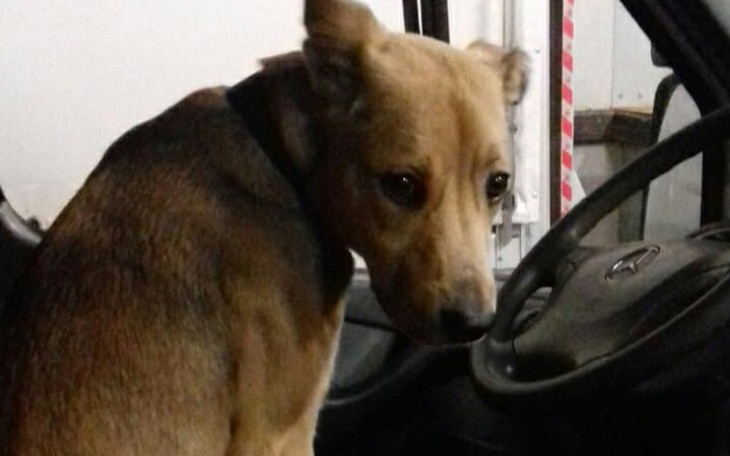 Zbiórka Leczenie Driesa i Perełki - zdjęcie główne