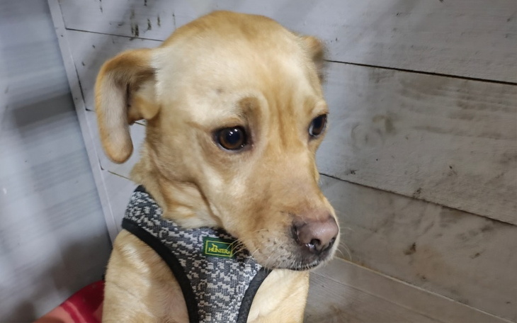 Pies w szelkach, patrzący w stronę obiektywu.