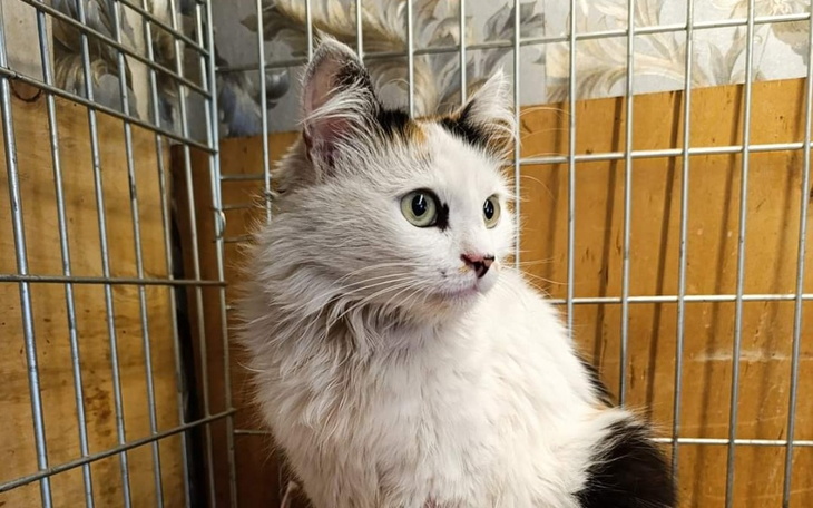 Zbiórka Pomóc dla kotki Kiwi - zdjęcie główne