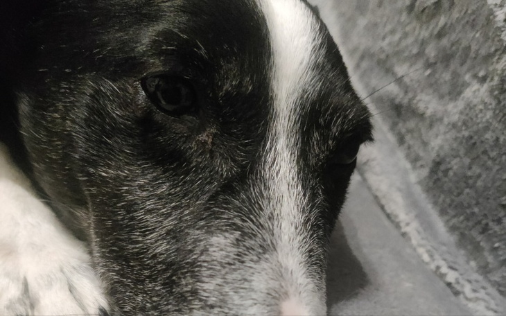 Zbiórka Na operację zębów u pieska - zdjęcie główne