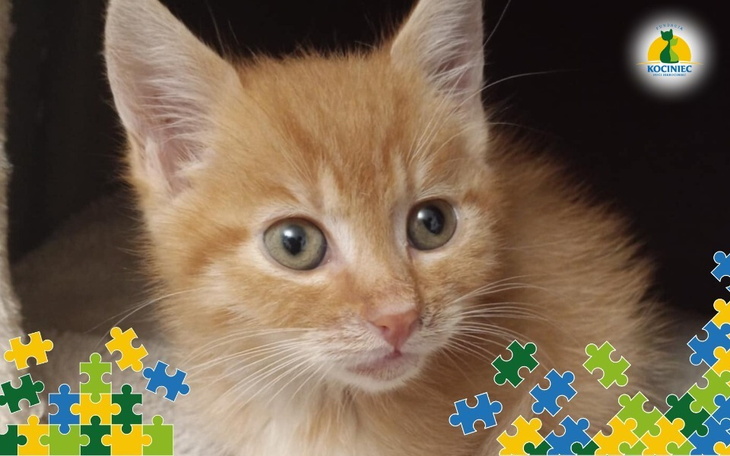 Rudy kot z dużymi oczami, w otoczeniu kolorowych puzzli.