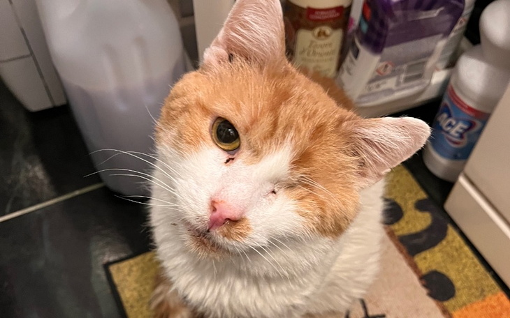 Kot z jednym okiem patrzy w obiektyw, wygląda na przyjaznego.