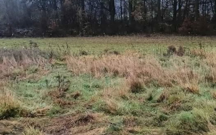 Widok na łąkę z wysoką trawą i drzewami w tle.