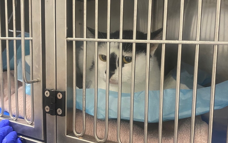 Kot w klatce, czekający na nowy dom w schronisku.