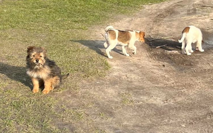 Szczeniaki bawią się na trawie, pełne energii i radości.