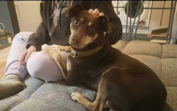 Zbiórka Bezdomniaki z Czermina - zdjęcie główne