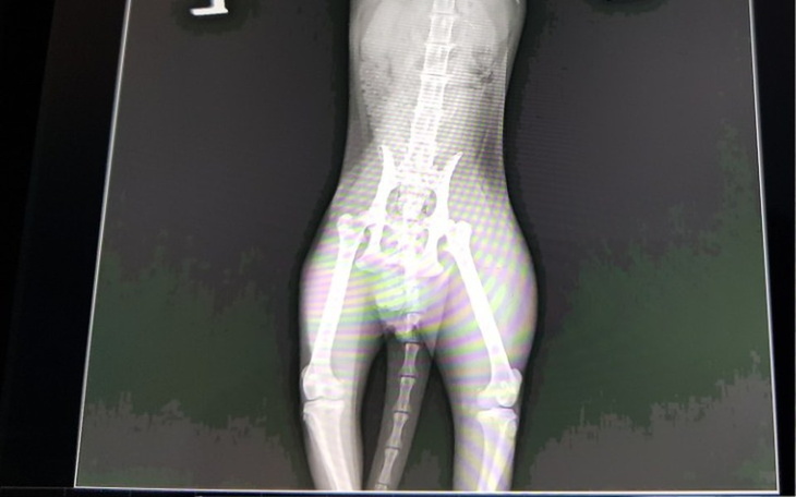 Zbiórka Potrącony Nituś - zdjęcie główne