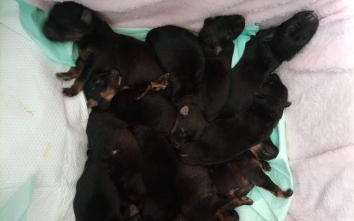 Zbiórka Skazane na śmierć - zdjęcie główne