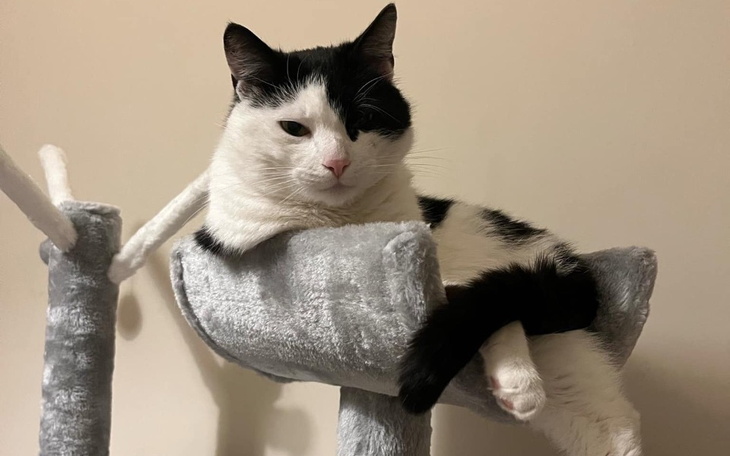 Zbiórka Na leczenie Chaosa - zdjęcie główne