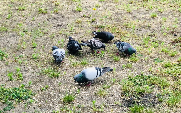 Zbiórka Wsparcie dla Gołębi - zdjęcie główne