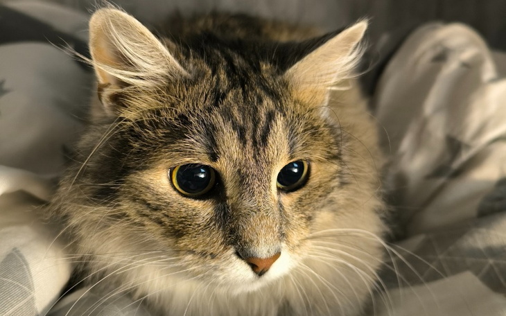 Zbiórka Operacja kotka Blue - zdjęcie główne