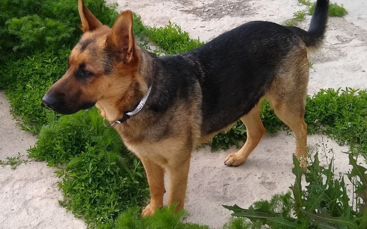 Zbiórka Na nowe, lepsze życie dla SARY - zdjęcie główne