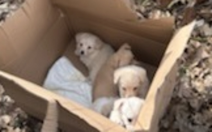 Szczenięta w kartonie, czekające na nowy dom.