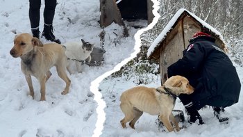 Zbiórka Codzienne misje ratunkowe DIOZ - miniaturka zdjęcia
