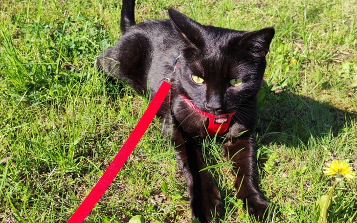 Czarny kot na smyczy, leżący na trawie w słoneczny dzień.