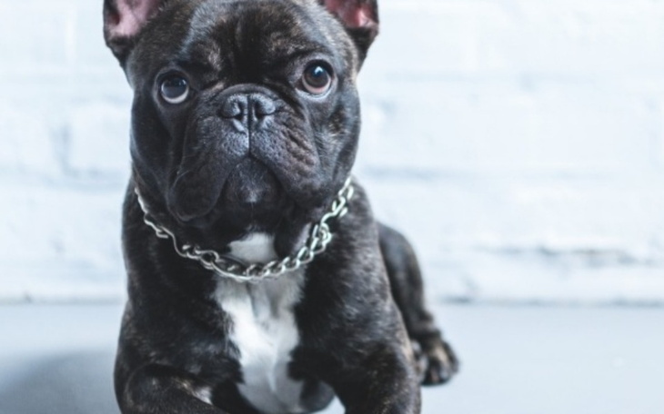 Zbiórka Zbieram na moje marzenie-Buldog - zdjęcie główne