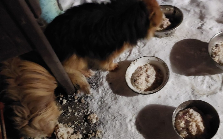 Zbiórka Zbiórka dla 5 piesków - zdjęcie główne