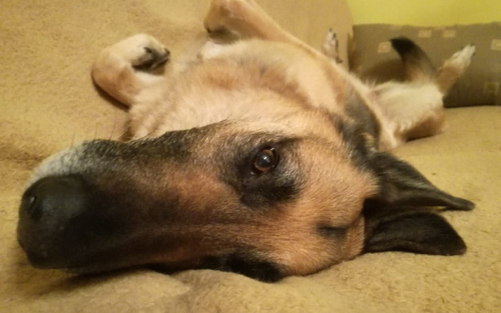 Zbiórka Leczenie i rehabilitacja Herki - zdjęcie główne