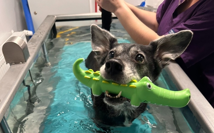 Pies w wodzie trzymający zabawkę w kształcie krokodyla.