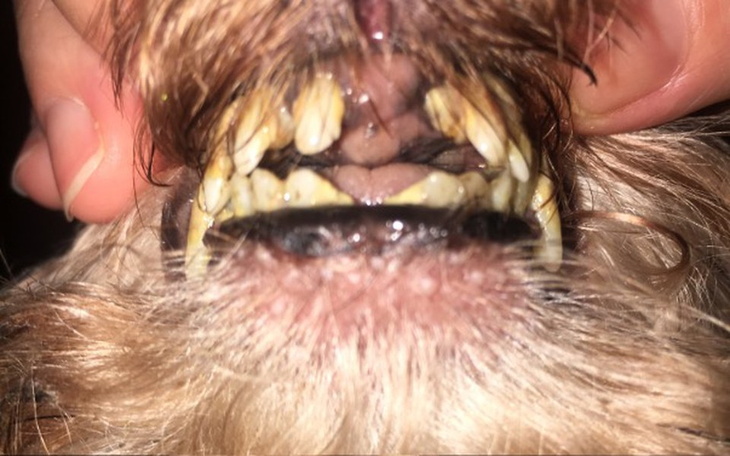 Zbiórka Na naprawę ząbków dla pieska - zdjęcie główne