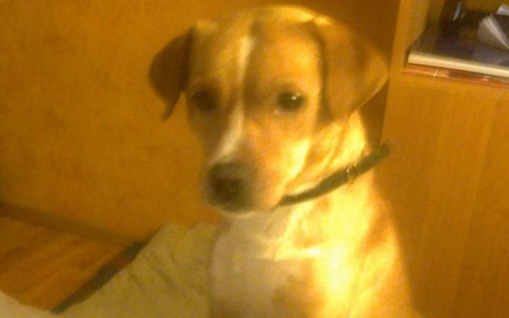 Zbiórka Karma dla Rokiego - zdjęcie główne